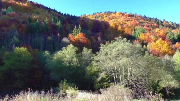 Colores otoñales. Bosque de montaña en luz de mañana — Vídeo de stock