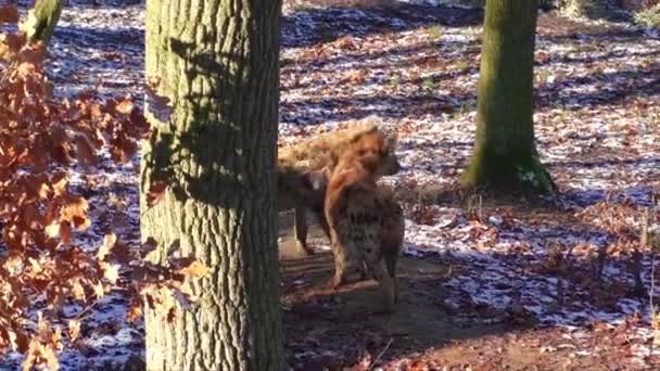 動物園でブチハイエナ — ストック動画