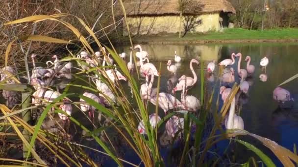 Stada różowych flamingów i odbicie w wodzie — Wideo stockowe