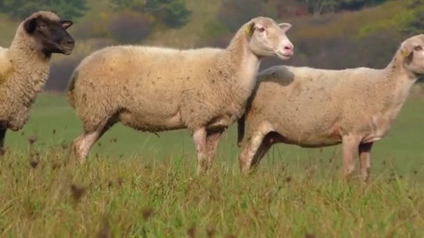 Schafherde läuft bei Herdenhaltung in der Slowakei davon — Stockvideo