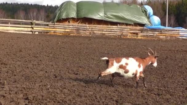 Chèvres tachetées à la ferme — Video