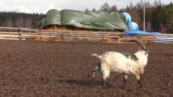 Chèvres tachetées à la ferme 