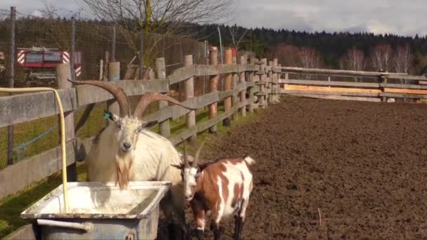 Cabras manchadas en la granja — Vídeo de stock