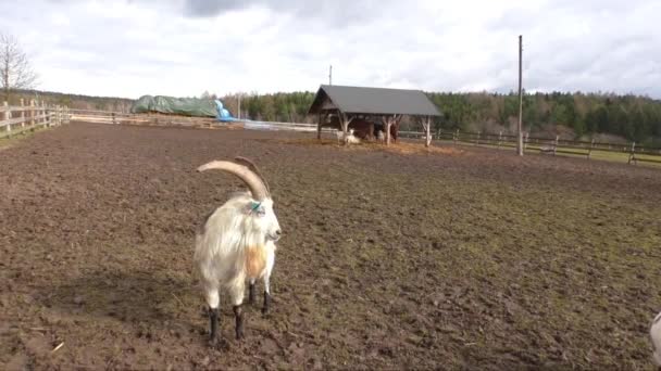 Cabras manchadas en la granja — Vídeos de Stock