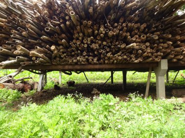 Çiftlikte bir sürü Bambu