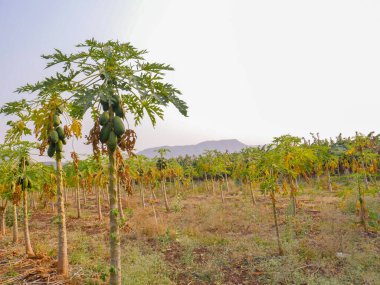 Papaya meyve bahçesindeki ağaçta asılı meyveler