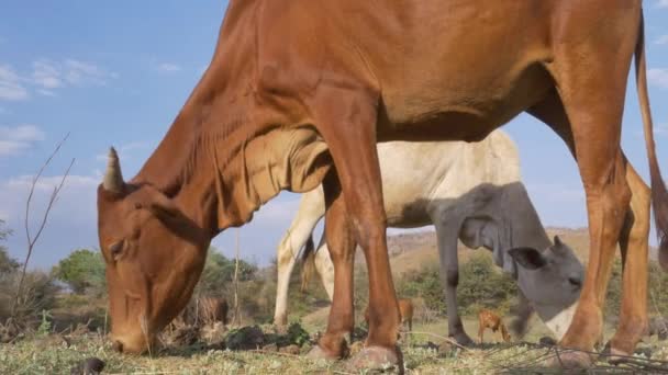 Großaufnahme Von Roten Rindern Die Frisches Gras Auf Einem Berg — Stockvideo