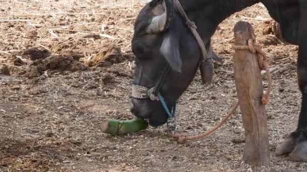 インドの村でバナナの幹を食べる国内水牛 — ストック動画
