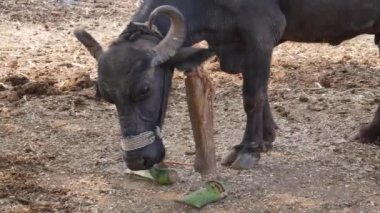 Köyde muz yiyen yerli Hint bufalosu.