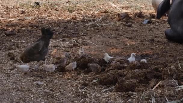 Opiekuńcza Kura Chroni Swoje Małe Puszyste Kurczęta Spacerujące Swobodnie Podwórku — Wideo stockowe