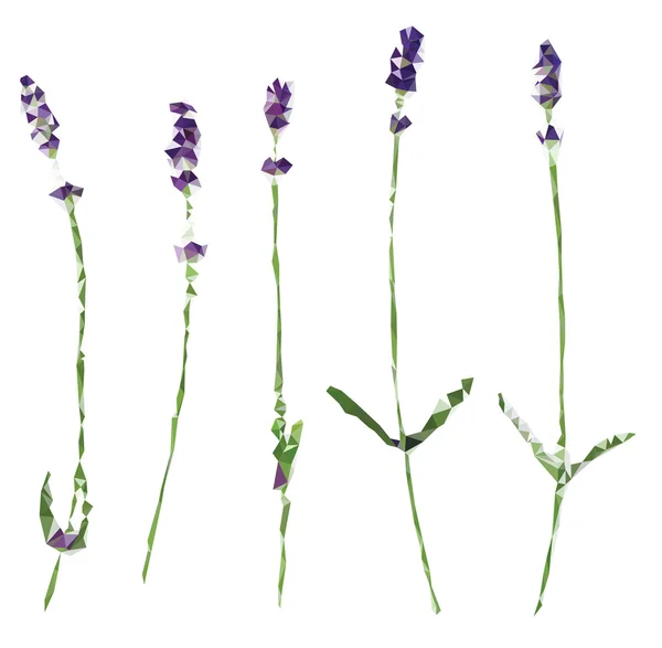 Flores poligonales de lavanda — Vector de stock