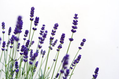 Beyaz bir arka plan üzerinde ayrılmış lavanta.