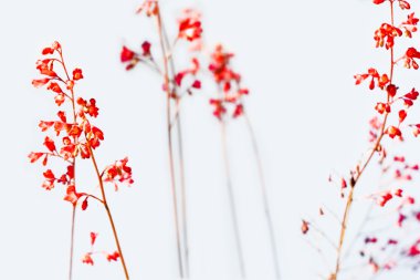 kırmızı çiçekler tam çiçeklenmiş.