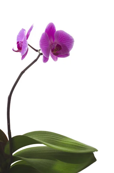 Flor de orquídea púrpura Fotos De Stock Sin Royalties Gratis