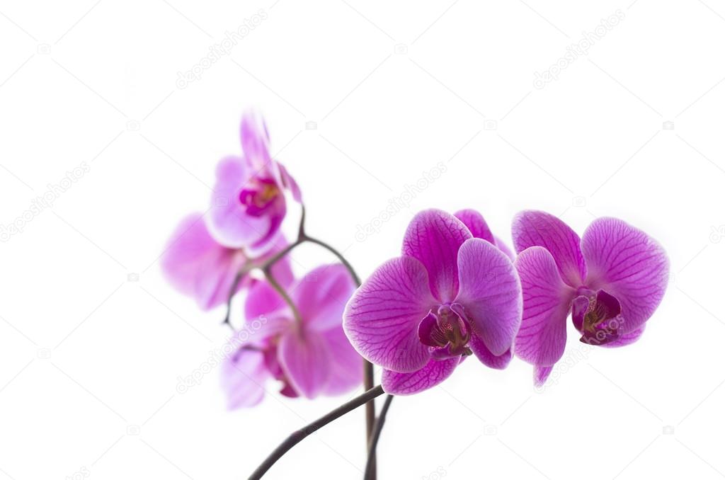 Purple orchid Flower