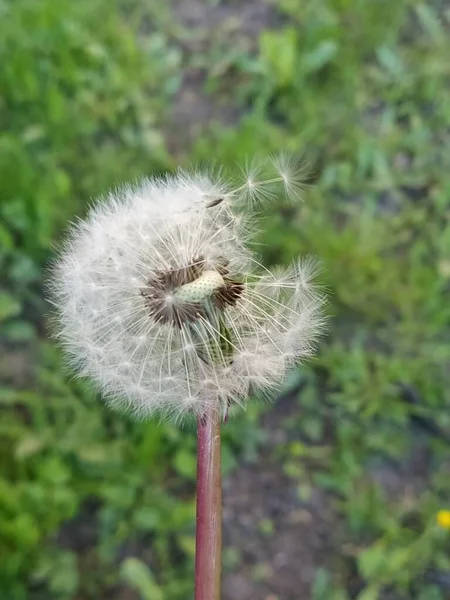 白色蒲公英和绿草 — 图库照片