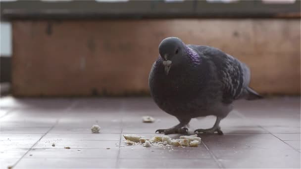 Eat a pigeon in — Stock Video