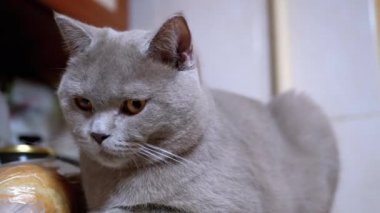 Şirin İskoç Kedisi Buzdolabında Oturuyor. Uykucu Kedi İnsan Hareketini Gözlemliyor