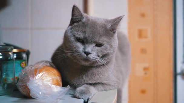 Cute Home Scottish Cat se sienta en el refrigerador. Sleepy Cat observa el movimiento de la persona — Vídeo de stock