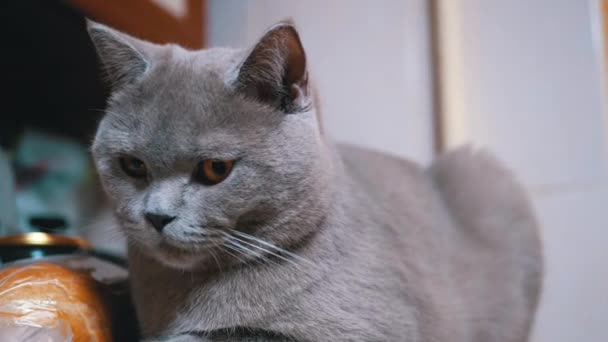 Χαριτωμένο σπίτι Scottish Cat κάθεται στο ψυγείο. Νυσταγμένη γάτα παρατηρεί την κίνηση του ατόμου — Αρχείο Βίντεο