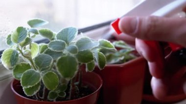 Man Hand Bitkileri Tencereye Bırakıyor. Evdeki çiçekleri sulamak.