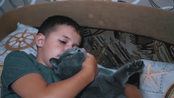 Niño feliz se acuesta en la cama y abraza a un gato mascota británico. Amor a los animales domésticos — Vídeos de Stock