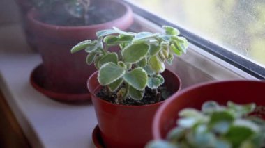 Saksıya çiçek yaprakları serpmek. Evdeki çiçekleri sulamak.