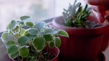 Mans Hand Spreting Bitkileri Tencereye Bırakıyor. Evdeki Su Bitkileri.