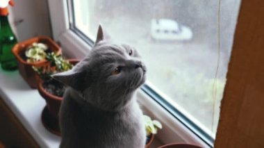 Evim Pencere kenarındaki İskoç Yumuşak Kedi Pencereden dışarı bakıyor. Güzel Hayvan.