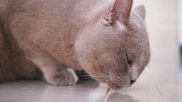 Ritratto di un gatto inglese scozzese dalle orecchie dritte che lecca il pavimento — Video Stock