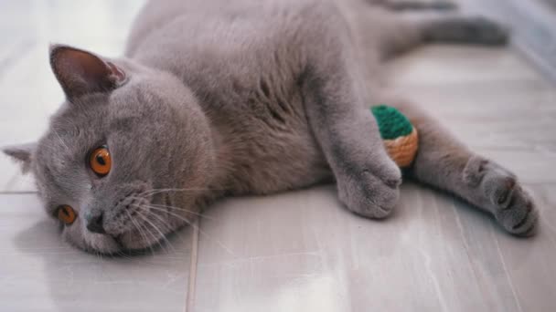 Schöne graue Britische Katze spielt mit einem Ball auf dem Boden. Verspieltes, aktives Haustier — Stockvideo