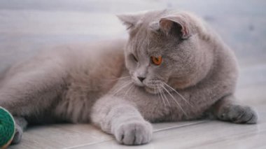 Güzel Gri İngiliz Kedisi Yerde Topla Oynuyor. Oyuncu, Etkin Evcil Hayvan