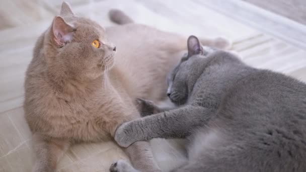 Twee mooie grijze Britse katten spelen met een bal op de vloer. Speels, actief huisdier — Stockvideo