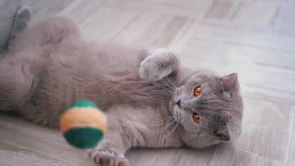 Hermoso gato británico gris juega con una pelota en el suelo. Juguetón, Mascota activa — Vídeos de Stock