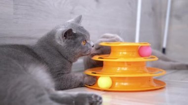 İki Güzel Gri İngiliz Kedi Yerde Topla Oynuyor. Oyuncu, Etkin Evcil Hayvan