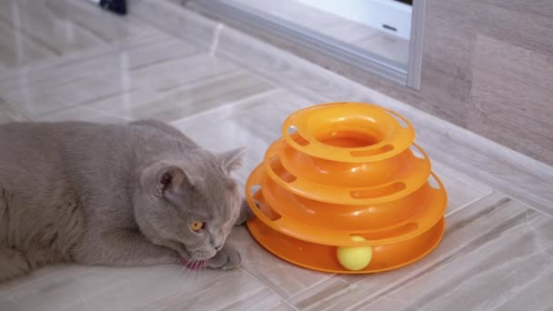 아름다운 회색 영국의 고양이 평원과 바닥에 공이 있다. 장난기있고 활동적 인 애완 동물 — 비디오