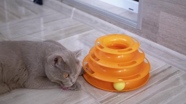 Hermoso gato británico gris juega con una pelota en el suelo. Juguetón, Mascota activa — Vídeo de stock