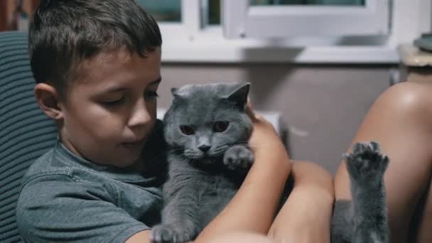 Feliz niño besos, abrazos joven británico casa gris gato. Amor a los animales domésticos. — Vídeo de stock
