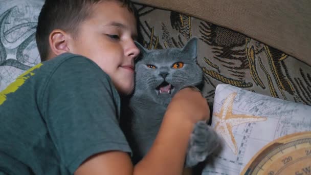 Niño feliz se acuesta en la cama y abraza a un gato mascota británico. Amor a los animales domésticos — Vídeo de stock