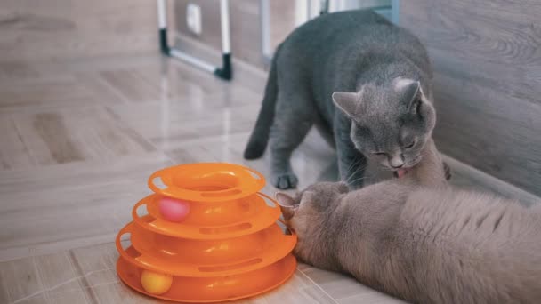 2匹のビューティフーグレー英国の家猫が床で遊んでいる間に互いに噛み合います — ストック動画