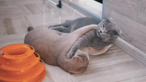 Dos Beautifu gris británico casa gatos morder unos a otros mientras jugando en piso — Vídeo de stock