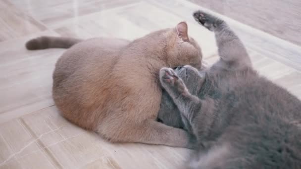 2匹のビューティフーグレー英国の家猫が床で遊んでいる間に互いに噛み合います — ストック動画