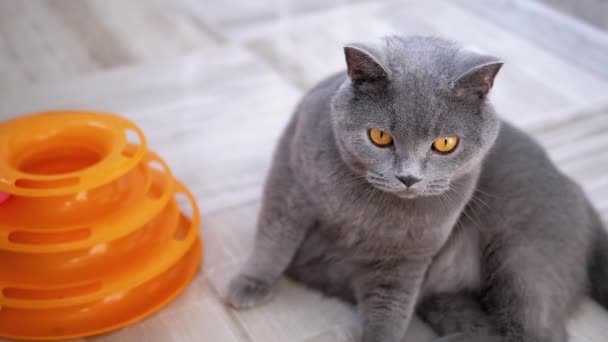 Портрет британського прямого кота з м "ячем, що дивиться в клітину — стокове відео