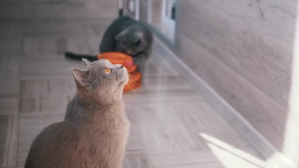 Retrato de um gato britânico escocês em linha reta olhando ao redor em Cell — Vídeo de Stock