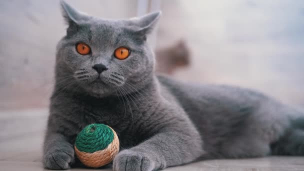 Portrait of a British Scottish Straight Cat with a Ball Looking Around into Cell — Stock Video