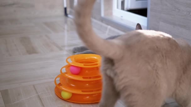 Dois beautifu cinza britânico casa gatos morder cada outros enquanto jogar no chão — Vídeo de Stock