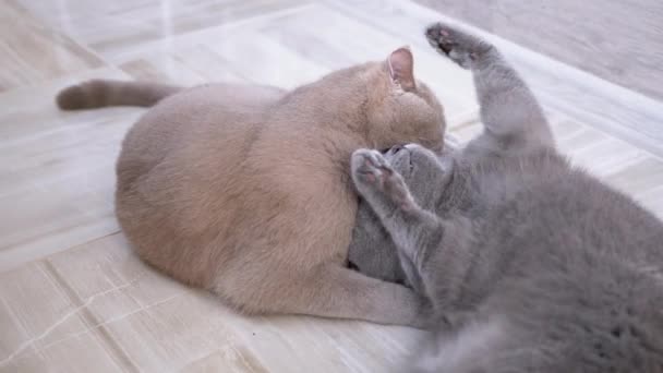 Коти Сірого британського дому кусають один одного під час гри на підлозі — стокове відео