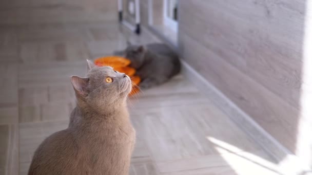 Ritratto di un gatto etero scozzese britannico che si guarda intorno nella cella — Video Stock