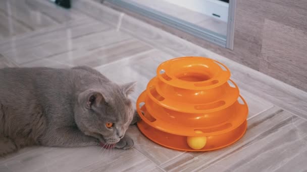 美しい灰色の英国の猫は床にボールで遊ぶ。遊び心のあるアクティブなペット — ストック動画