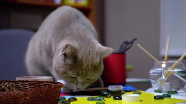 狡猾的英国猫跳到桌子上,偷走了油漆刷.小偷。动物本能 — 图库视频影像